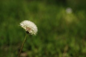 white fluffy dandelion on the green meadow