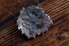 Drops Of Water on brown fallen Leaf