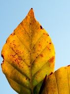 yellow autumn leaves on sky background close-up