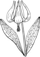 painted flower with long stamens