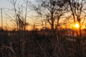 Sunrise in Wheat Field landscape