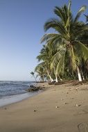 tropic ocean beach