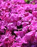 bright purple garden flowers close-up on blurred background