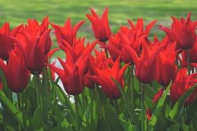 Beautiful red flowers like tulips with green leaves on the meadow