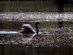 Swan in Mattheiser pond