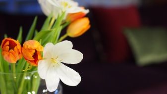White Orange Tulip