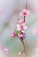 Pink peach tree Flowers on branches