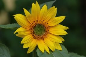 bright sunflower yellow flower blossom