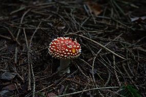 bright fly agaric among dry branches