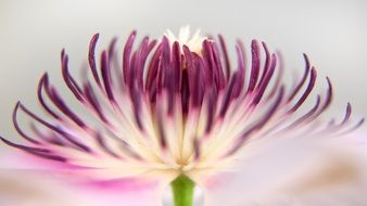 clematis blossom in macro