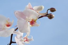 pink orchid on blue sky background