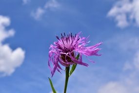 cornflower is a spiky flower