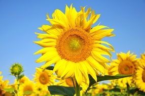 sunflowers are summer plants