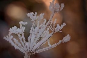 Photo of frozen wild plant