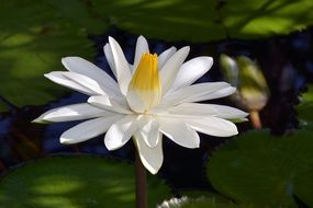 white water lily bloom plant