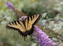 picture of an eastern tiger swallowtail in wildlife