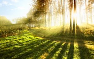 bright sunbeams in a green forest