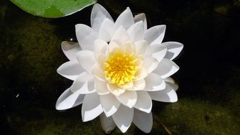 Beautiful white waterlily Flower with yellow core on dark water