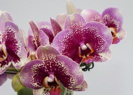 purple orchid on a white background