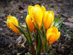 yellow crocus flowers on the garden bed