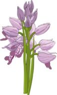flower in the form of bells on a white background