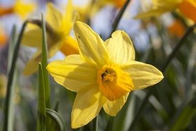 yellow narcissus in spring close-up on blurred background