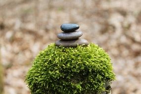 close-up picture of stone pyramid on a green plant