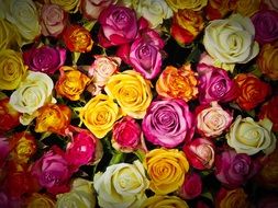 bouquet of colorful roses close-up