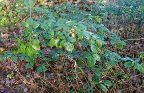 green plants in a forest glade