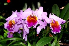 orchid flower with green leaves