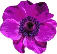 violet poppy blossom on a white background
