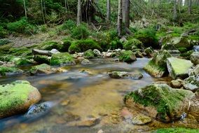 Brook in the forest