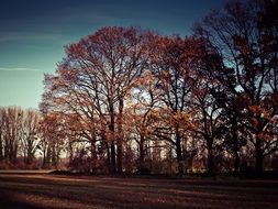 Landscape of the high trees on a roadside