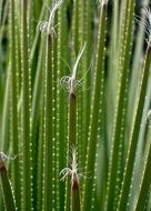 green long plant with white tip