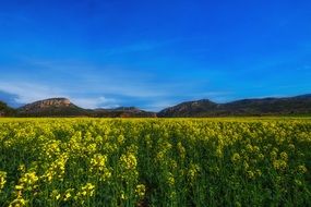 Rapeseed Fields Landscape