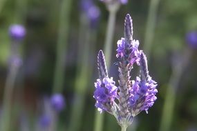 blooming purple lavender in spring