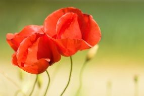 Close-up of the red poppy flowers