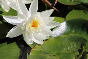 Beautiful white and yellow water lily flowers with green and yellow leaves on the lake surface