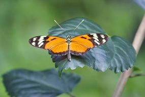 Orange butterfly on a green leaf