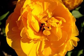 Tumor Yellow Flower