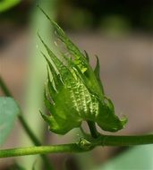 cotton in a green bud close-up