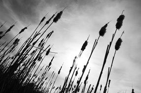 Reed Meadow Black And White photo