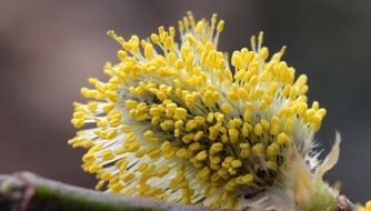 Pussy Willow closeup