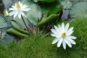 two white water lilies on green grass