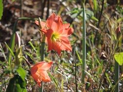 lush orange lily flowers