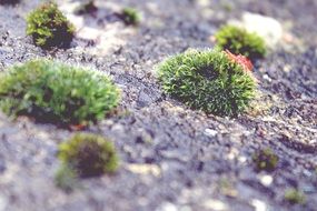 green moss on a stone close-up