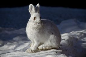 Snowshoe Hare on the snow