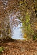 forest path with autumn leaves