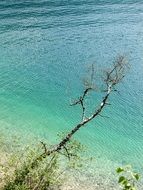 dry tree above clear water