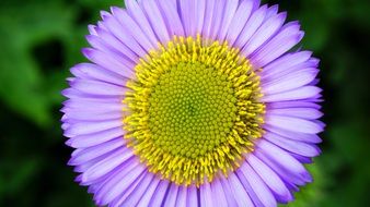 picturesque Daisy Floral